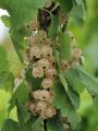 Wei�e Johannisbeere 'Wei�e Versailler' - Ribes rubrum 'Wei�e Versailler'