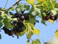 Jostabeere / Jochelbeere - Ribes 'Jostabeere'