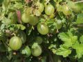 Stachelbeere 'Hinnonm�ki gelb' - Ribes uva-crispa 'Hinnonm�ki gelb'