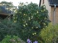 Quitte 'Birnenquitte' - Cydonia 'Birnenquitte'