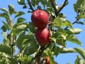 Herbstapfel 'Danziger Kantapfel', 'Erdbeerapfel', 'Himbeerapfel - Malus 'Danziger Kantapfel', 'Erdbeerapfel', 'Himbeerapfel'