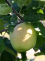 Herbstapfel 'Gartenmeister Simon' - Malus 'Gartenmeister Simon'