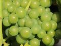 Weintraube 'Seyval Blanc' - Vitis 'Seyval Blanc'