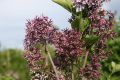 Koreanischer Flieder 'Miss Kim' - Syringa patula 'Miss Kim'