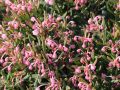 Lavendelheide (echte) / Behaarte Rosmarinheide - Andromeda glaucophylla