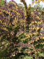 Gro�e Blutberberitze 'Superba' - Berberis ottawensis 'Superba'