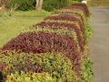 Blutberberitze / Rote Heckenberberitze 'Atropurpurea' - Berberis thunbergii 'Atropurpurea'