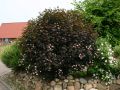 Dunkelrote Blasenspiere 'Diabolo'  � - Physocarpus opulifolius 'Diabolo'  �