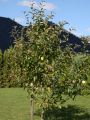 Winterapfel 'Golden Delicious' - Malus 'Golden Delicious'