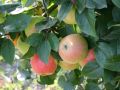 Winterapfel 'Goldparm�ne' - Malus 'Goldparm�ne'