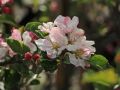 Herbstapfel 'Ingrid Marie' - Malus 'Ingrid Marie'