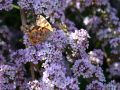 Sommerflieder H�nge-/ Schmetterlingsstrauch - Buddleja alternifolia