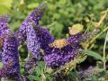 Sommerflieder / Schmetterlingsstrauch 'Empire Blue' - Buddleja davidii 'Empire Blue'