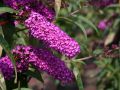Sommerflieder / Schmetterlingsstrauch 'Royal Red' - Buddleja davidii 'Royal Red'