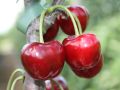 S��kirsche 'Regina' - Prunus 'Regina'