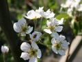 Sommerbirne 'Rote Williams Christ' - Pyrus 'Rote Williams Christ'