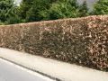 Hainbuche / Wei�buche / Carpinus betulus - Carpinus betulus