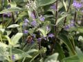 Bartblume 'Heavenly Blue' - Caryopteris clandonensis 'Heavenly Blue'