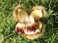 Marone / Esskastanie / Edelkastanie - Castanea sativa