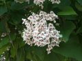 Trompetenbaum - Catalpa bignonioides