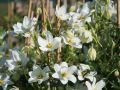 Clematis 'Early Sensation' - Clematis 'Early Sensation'