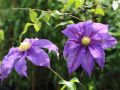 Clematis 'Frau Mikiko' - Clematis 'Frau Mikiko'