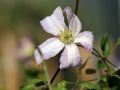 Clematis 'Little Nell' - Clematis viticella 'Little Nell'