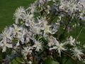 Clematis 'Mrs. Robert Brydon' - Clematis bonstedtii (jouiniana) 'Mrs. Robert Brydon'