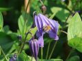 Clematis 'Blue Boy' - Clematis integrifolia 'Blue Boy'