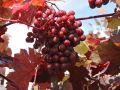 Rotbl�ttrige Weinrebe - Vitis vinifera 'Purpurea'