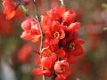 Zierquitte 'Andenken an Carl Ramcke' - Chaenomeles 'Andenken an Carl Ramcke'