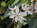 Clematis 'Appleblossom' Immergr�ne Clematis - Clematis armandii 'Appleblossom'
