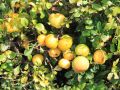 Japanische Zierquitte / Niedrige Scheinquitte - Chaenomeles japonica