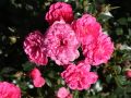 Bodendeckerrose 'Knirps' � - Rosa 'Knirps' �