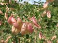 Blasenstrauch - Colutea arborescens