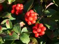 Teppich-Hartriegel - Cornus canadensis