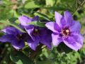 Clematis 'K�nigskind' � - Clematis 'K�nigskind' �