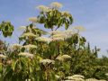 Hoher Etagen-Hartriegel / Pagoden-Hartriegel - Cornus controversa