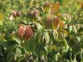 Chinesischer Blumenhartriegel - Cornus kousa chinensis