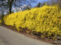 Goldgl�ckchen / Forsythie - Forsythia x intermedia 'Lynwood Gold'