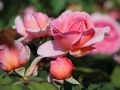 Englische Rose 'Mary Rose' � - Rosa 'Mary Rose' �