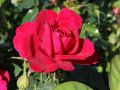 Englische Rose 'L.D. Braithwaite' � - Rosa 'L.D. Braithwaite' �