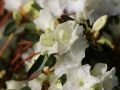 Rhododendron 'April Snow' - Rhododendron dauricum 'April Snow'