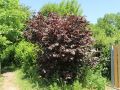 Purpurhasel  /  Bluthasel 'Purpurea' - Corylus maxima  'Purpurea'
