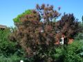 Per�ckenstrauch / Roter Per�ckenstrauch 'Royal Purple' - Cotinus coggygria 'Royal Purple'