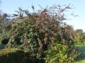 Amselbrotbaum / Gro�bl�ttrige od. Runzelige Strauchmispel - Cotoneaster bullatus
