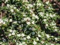Kriechmispel 'Coral Beauty' auf Stamm - Cotoneaster dammeri 'Coral Beauty' Stamm