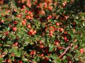 Kriechmispel 'Coral Beauty' auf Stamm - Cotoneaster dammeri 'Coral Beauty' Stamm