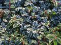 Teppichmispel / Kriechmispel 'Radicans' - Cotoneaster dammeri 'Radicans'