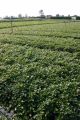 Teppichmispel, Kriechmispel radicans - Cotoneaster dammeri var. radicans